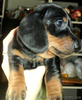 Элитные щенки таксы очаровашки - <ro>Изображение</ro><ru>Изображение</ru> #5, <ru>Объявление</ru> #855738