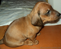 Элитные щенки таксы очаровашки - <ro>Изображение</ro><ru>Изображение</ru> #7, <ru>Объявление</ru> #855738