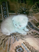 Шотландские  котята-мальчики  - <ro>Изображение</ro><ru>Изображение</ru> #1, <ru>Объявление</ru> #870468