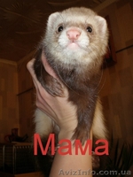 Продам малышей хорька  фретки  - <ro>Изображение</ro><ru>Изображение</ru> #4, <ru>Объявление</ru> #861999