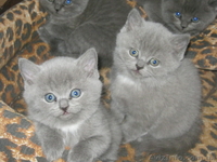 Британские котята! - <ro>Изображение</ro><ru>Изображение</ru> #1, <ru>Объявление</ru> #851777