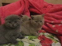 мутоновое счастье - <ro>Изображение</ro><ru>Изображение</ru> #3, <ru>Объявление</ru> #852740