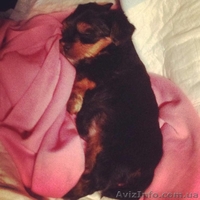 рчаровательный малюк йоркширского терьера - <ro>Изображение</ro><ru>Изображение</ru> #1, <ru>Объявление</ru> #855917