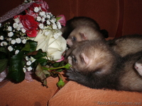 Продам малышей хорька  фретки  - <ro>Изображение</ro><ru>Изображение</ru> #1, <ru>Объявление</ru> #861999