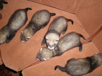 Продам малышей хорька  фретки  - <ro>Изображение</ro><ru>Изображение</ru> #2, <ru>Объявление</ru> #861999