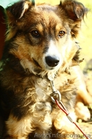 Дарю щенков хорошим людям! - <ro>Изображение</ro><ru>Изображение</ru> #2, <ru>Объявление</ru> #864567