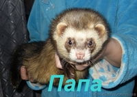 Продам малышей хорька  фретки  - <ro>Изображение</ro><ru>Изображение</ru> #5, <ru>Объявление</ru> #861999