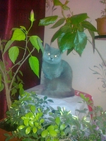 Шотландские  котята-мальчики  - <ro>Изображение</ro><ru>Изображение</ru> #4, <ru>Объявление</ru> #870468