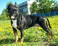 Отдам щенка питбультерьра в хорошие руки! - <ro>Изображение</ro><ru>Изображение</ru> #3, <ru>Объявление</ru> #876403