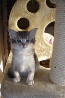 не дорого самолийскую породу на половину (под вид абиссинцев) - <ro>Изображение</ro><ru>Изображение</ru> #1, <ru>Объявление</ru> #876417