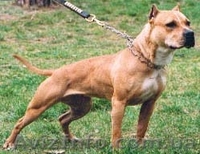 Отдам щенка питбультерьра в хорошие руки! - <ro>Изображение</ro><ru>Изображение</ru> #2, <ru>Объявление</ru> #876403