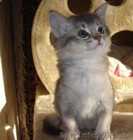 не дорого самолийскую породу на половину (под вид абиссинцев) - <ro>Изображение</ro><ru>Изображение</ru> #2, <ru>Объявление</ru> #876417