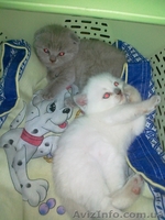 Шотландские  котята-мальчики  - <ro>Изображение</ro><ru>Изображение</ru> #2, <ru>Объявление</ru> #870468