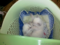 Шотландские  котята-мальчики  - <ro>Изображение</ro><ru>Изображение</ru> #3, <ru>Объявление</ru> #870468