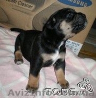 Отдам щенка питбультерьра в хорошие руки! - <ro>Изображение</ro><ru>Изображение</ru> #1, <ru>Объявление</ru> #876403