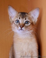 не дорого самолийскую породу на половину (под вид абиссинцев) - <ro>Изображение</ro><ru>Изображение</ru> #3, <ru>Объявление</ru> #876417