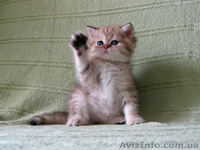 Шотладские тикированные котята - <ro>Изображение</ro><ru>Изображение</ru> #1, <ru>Объявление</ru> #876662