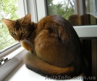 не дорого самолийскую породу на половину (под вид абиссинцев) - <ro>Изображение</ro><ru>Изображение</ru> #5, <ru>Объявление</ru> #876417