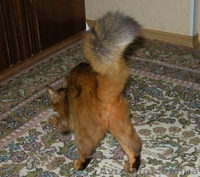 не дорого самолийскую породу на половину (под вид абиссинцев) - <ro>Изображение</ro><ru>Изображение</ru> #6, <ru>Объявление</ru> #876417