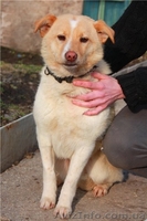 Милая и ласковая собачка в хорошую семью - <ro>Изображение</ro><ru>Изображение</ru> #1, <ru>Объявление</ru> #877907