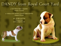 Правнуки чемпиона Мира щенки Амстафф Терьера - <ro>Изображение</ro><ru>Изображение</ru> #4, <ru>Объявление</ru> #697598