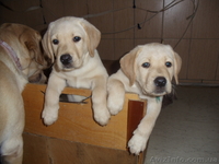 продаем щенков лабрадора - <ro>Изображение</ro><ru>Изображение</ru> #1, <ru>Объявление</ru> #879833