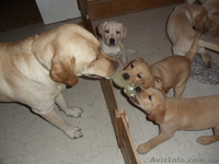 продаем щенков лабрадора - <ro>Изображение</ro><ru>Изображение</ru> #2, <ru>Объявление</ru> #879833