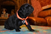 Щенки породы Кане корсо, элит класса с родословной. - <ro>Изображение</ro><ru>Изображение</ru> #2, <ru>Объявление</ru> #892801