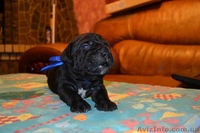 Щенки породы Кане корсо, элит класса с родословной. - <ro>Изображение</ro><ru>Изображение</ru> #4, <ru>Объявление</ru> #892801