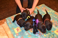 Щенки породы Кане корсо, элит класса с родословной. - <ro>Изображение</ro><ru>Изображение</ru> #5, <ru>Объявление</ru> #892801