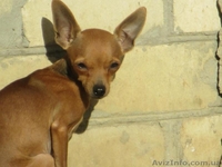 супер мини девочка - <ro>Изображение</ro><ru>Изображение</ru> #5, <ru>Объявление</ru> #888208