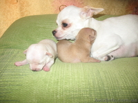 Щенки породы чихуа-хуа.  - <ro>Изображение</ro><ru>Изображение</ru> #1, <ru>Объявление</ru> #882621