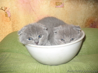 Щенки породы чихуа-хуа.  - <ro>Изображение</ro><ru>Изображение</ru> #2, <ru>Объявление</ru> #882621