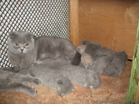 Щенки породы чихуа-хуа.  - <ro>Изображение</ro><ru>Изображение</ru> #4, <ru>Объявление</ru> #882621