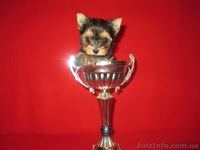 очаровательная девочка - <ro>Изображение</ro><ru>Изображение</ru> #5, <ru>Объявление</ru> #888221