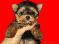 очаровательная девочка - <ro>Изображение</ro><ru>Изображение</ru> #1, <ru>Объявление</ru> #888221