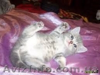 Продам шотландских вислоухих котят экзотической окраски - <ro>Изображение</ro><ru>Изображение</ru> #2, <ru>Объявление</ru> #877249