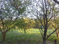 продам дачный участок   в волчанском районе   пгт. старый салтов     . - <ro>Изображение</ro><ru>Изображение</ru> #6, <ru>Объявление</ru> #894511