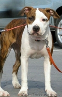 Девочки Американского стаффордширского терьера  Киев - <ro>Изображение</ro><ru>Изображение</ru> #2, <ru>Объявление</ru> #811678