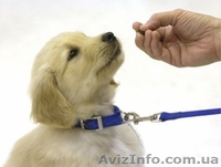 Услуги кинолога, дрессировка собак всех пород и возрастов - <ro>Изображение</ro><ru>Изображение</ru> #1, <ru>Объявление</ru> #896864