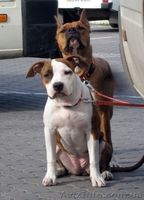 Девочки Американского стаффордширского терьера  Киев - <ro>Изображение</ro><ru>Изображение</ru> #3, <ru>Объявление</ru> #811678