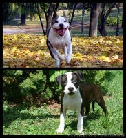 Великолепные стафики з документами КСУ - <ro>Изображение</ro><ru>Изображение</ru> #2, <ru>Объявление</ru> #900229