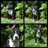 Великолепные стафики з документами КСУ - <ro>Изображение</ro><ru>Изображение</ru> #3, <ru>Объявление</ru> #900229