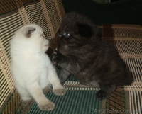 котята вислоухие британцы - <ro>Изображение</ro><ru>Изображение</ru> #3, <ru>Объявление</ru> #904901