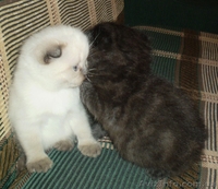 котята вислоухие британцы - <ro>Изображение</ro><ru>Изображение</ru> #2, <ru>Объявление</ru> #904901