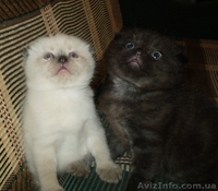котята вислоухие британцы - <ro>Изображение</ro><ru>Изображение</ru> #1, <ru>Объявление</ru> #904901