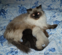 котята вислоухие британцы - <ro>Изображение</ro><ru>Изображение</ru> #4, <ru>Объявление</ru> #904901
