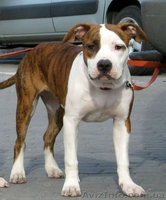 Девочки Американского стаффордширского терьера  Киев - <ro>Изображение</ro><ru>Изображение</ru> #1, <ru>Объявление</ru> #811678