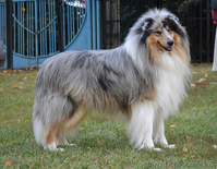 Породные щенки колли - <ro>Изображение</ro><ru>Изображение</ru> #1, <ru>Объявление</ru> #916879