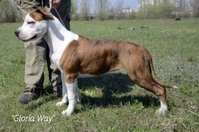 Девочки щенки Амстафф. Терьера.(Киев). - <ro>Изображение</ro><ru>Изображение</ru> #5, <ru>Объявление</ru> #800669